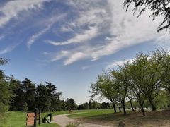 -上海共青森林公园