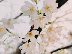-西北湖绿化广场