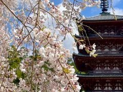 -醍醐寺