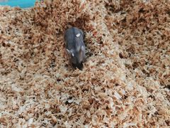 -怪兽屋·羊驼·猫咖·狗咖(俊华广场店)