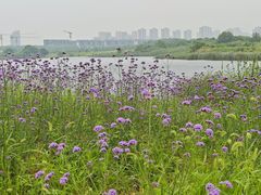 -洋湖国家湿地公园