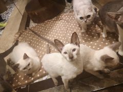 -more than meow吴止猫主题餐厅(承德 中船汇店)