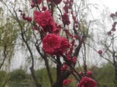 -映月湖中央公园