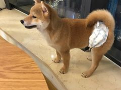 -柴犬小屋·柴餐厅·狗咖食堂(金鼎广场店)