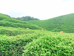 -龙坞茶村