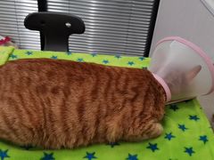 -凯特喵百思猫专科医院
