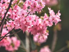 -桃花涧