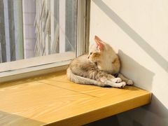 -Heymao猫咖.咖啡厅(东门店)
