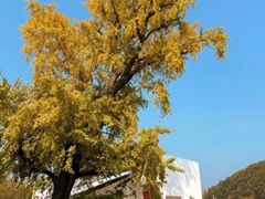 -千年银杏谷文化旅游区