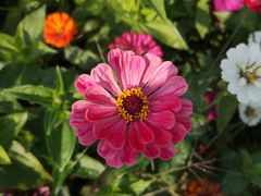 -北京索菲亚花海影视基地