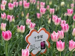 -荷兰花海
