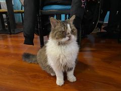-猫小院猫主题咖啡厅(北锣店)
