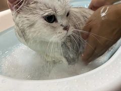 -PETKIT小佩宠物·低压洗护(国顺东路店)