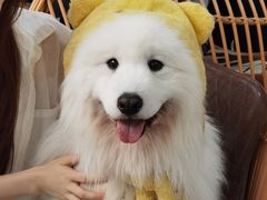 -星多哈·狗咖·拼豆·咖啡
