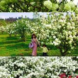 成都绣球花，解锁花舞人间绝佳拍照地