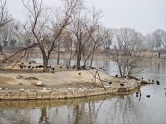 -盐城丹顶鹤湿地生态旅游区