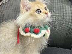 -1013 PET SHOP精品宠物商店(丁香店)