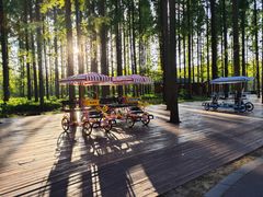 -黄海国家森林公园