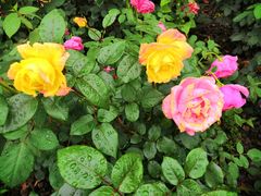 -武汉紫薇都市田园