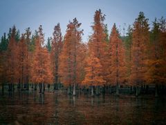 -白鹭湾湿地公园