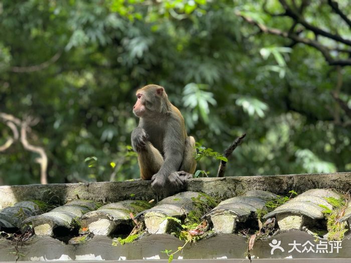 黔灵山公园图片