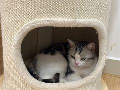 -有喵·猫咖·狗咖·30几只猫10只小狗(岗厦店)