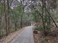 -紫金山山顶公园