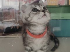 -糯米喵星人总部直营旗舰店·猫舍·幼猫出售