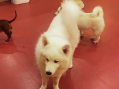 -和它·交个朋友·狗咖猫咖(爱琴海店)