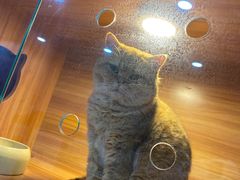 -喵百万·布偶·蓝金金渐层英短·猫舍(百子湾店)