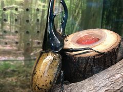 -上海大自然野生昆虫馆(东方明珠·爬宠昆虫探索中心)