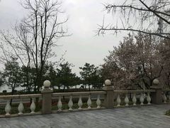 -青岛海景花园大酒店·白果树餐厅青岛菜
