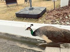 -J Create城市露营咖啡·简餐·宠物(上海动物园店)