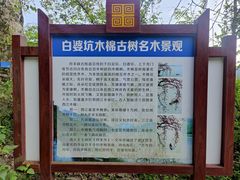 -羚羊峡古栈道森林公园