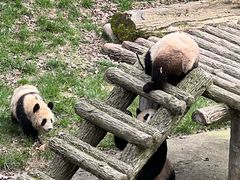 -中国大熊猫保护研究中心雅安碧峰峡基地