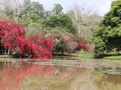 -中国科学院西双版纳热带植物园