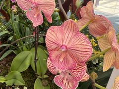 -上海鲜花港