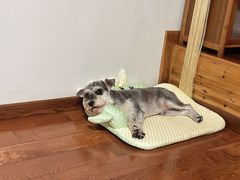 -顺强宠物诊所·狂犬免疫·夜诊·骨科(嘉定店)