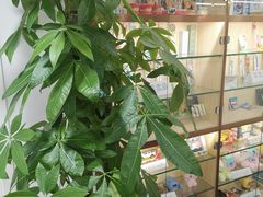 -Dr.Z dental仁康种植矫正中心