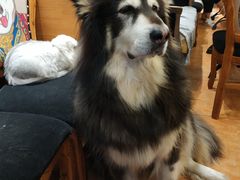 -more than meow吴止猫主题餐厅(承德 中船汇店)