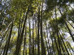 -西湖风景区十里琅珰-五云山