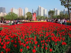 -大宁郁金香公园-停车场