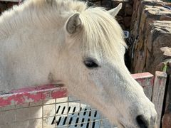 -J Create城市露营咖啡·简餐·宠物(上海动物园店)