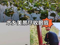 -白洋淀景区
