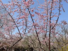 -桃花堤公园