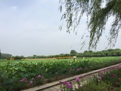 -兰陵国家农业公园