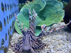 -芜湖新华联大白鲸海洋公园