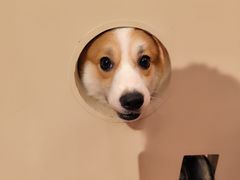 -和它·交个朋友·狗咖猫咖(爱琴海店)