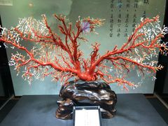 -绮丽珊瑚(台北101旗舰门市店)