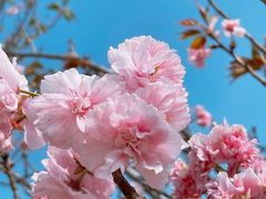 -天适樱花悠乐园